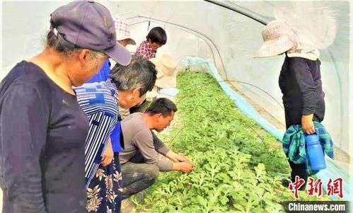 吃瓜四朵金花,揭秘娱乐圈背后的花边新闻