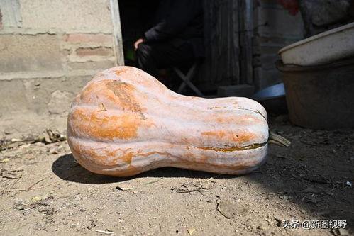 牛吃方瓜么,探寻农耕文明的智慧与传承