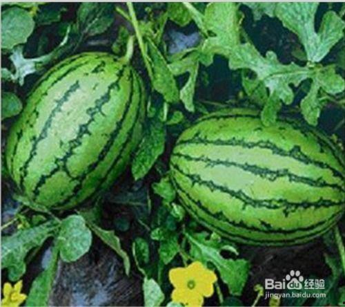 福建吃瓜图片,夏日消暑新风尚