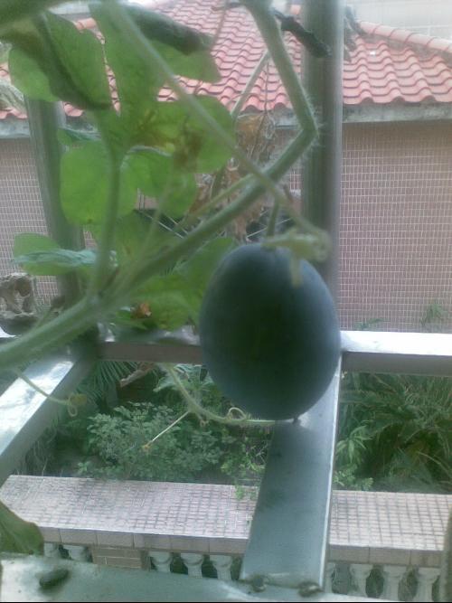 阳台吃瓜搞笑瞬间,笑料连连，欢乐瞬间尽收眼底