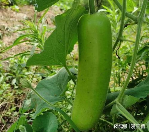 瓠子瓜怎么煎啊吃,瓠子瓜煎制美味指南