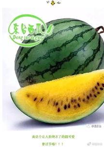 青古集吃瓜,揭秘吃瓜背后的文化现象与社交奥秘