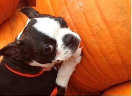 狗吃南瓜还是贝贝瓜,狗狗的美食选择大揭秘