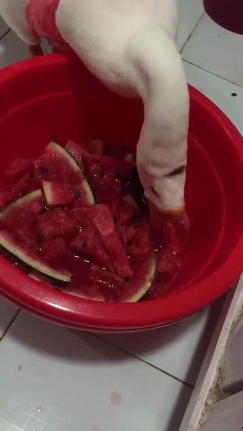 大鹅日常吃瓜,揭秘鹅界美食生活
