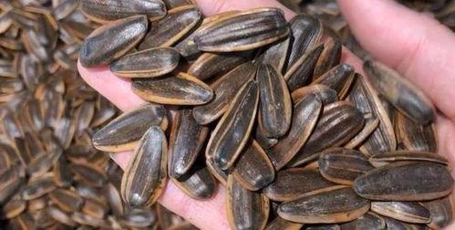 吃瓜子的瓜,揭秘吃瓜子的奇妙之旅