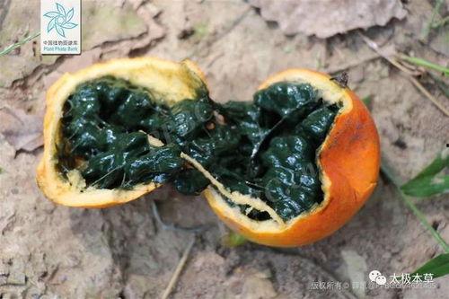 瓜娄怎么吃通便,轻松实现通便之道