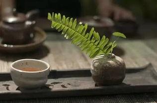 吃瓜可以饮茶不,悠然自得的生活态度