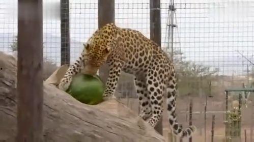 真正的豹子吃瓜,瓜田成欢乐盛宴