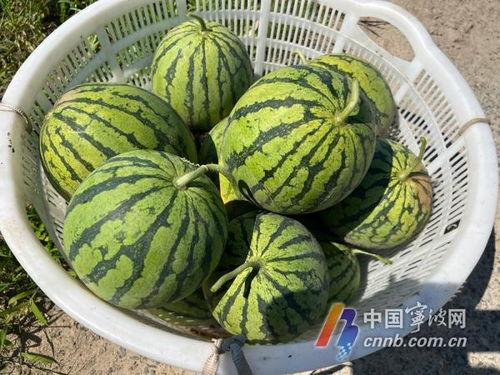 吃咸瓜解药吗,传统食疗法在现代医学中的探索