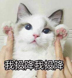 猫咪头像吃瓜图片,猫咪头像下的趣味瞬间