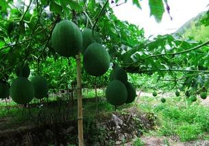 吊瓜根这样吃,探索传统美食新境界