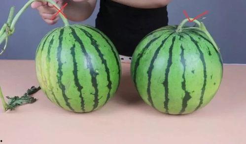 瓜哥瓜妹吃瓜记