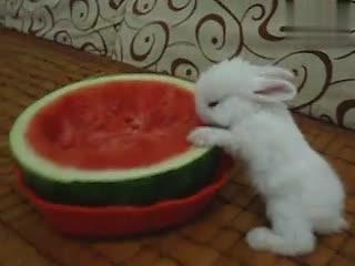 粉色吃瓜小兔,揭秘粉色吃瓜小兔的甜蜜魅力