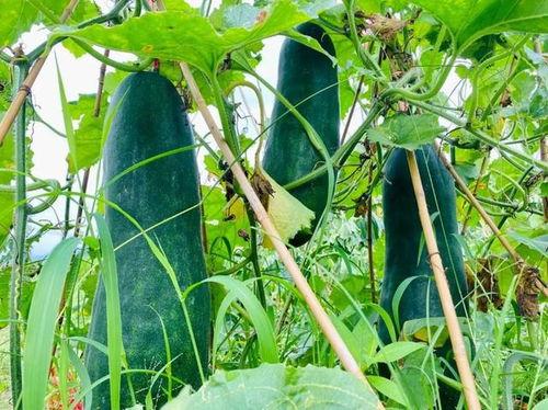 山东劲爆吃瓜,揭秘娱乐圈背后的惊人真相