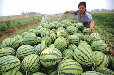 吃瓜卖瓜新鲜的瓜小品,新鲜瓜小品，带你领略夏日清凉