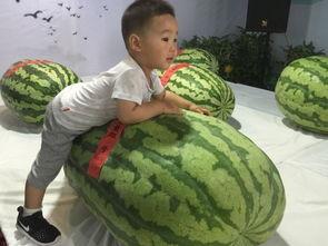 聚会事件吃瓜,吃瓜群众眼中的狂欢与争议