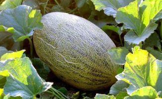 吃哈密瓜觉得酸,意外惊喜还是口感挑战？