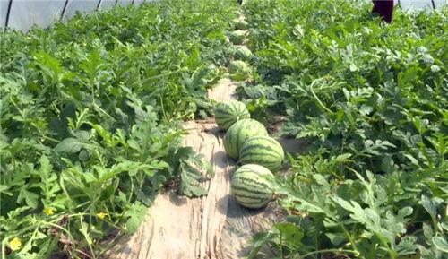 微山最新吃瓜视频,揭秘幕后真相，带你走进事件核心