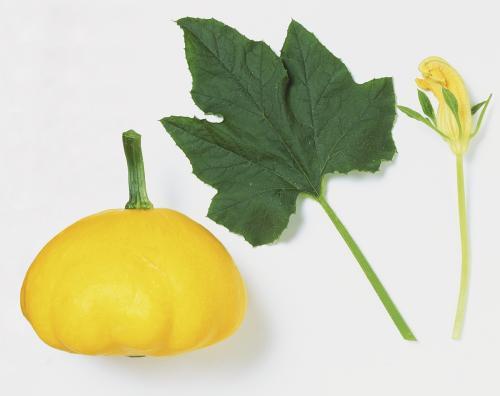 吃瓜叶的南瓜,探寻吃瓜叶的南瓜独特魅力