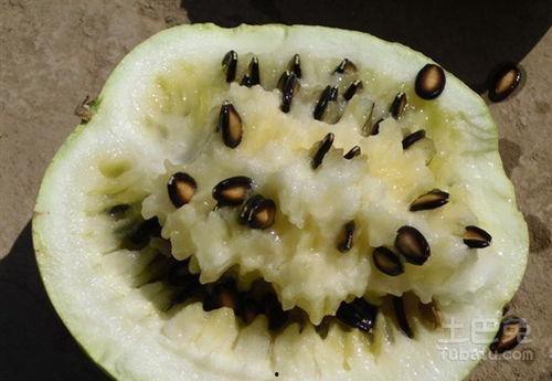 孕妇吃籽瓜吗,营养健康两不误