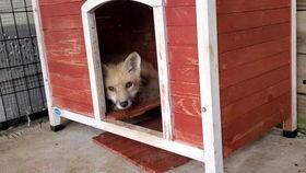 狐狸在线吃瓜,揭秘网络热点背后的趣味与真相