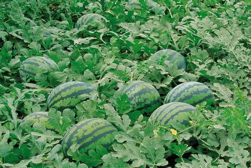 幽兰吃瓜,揭秘娱乐圈那些不为人知的幕后故事