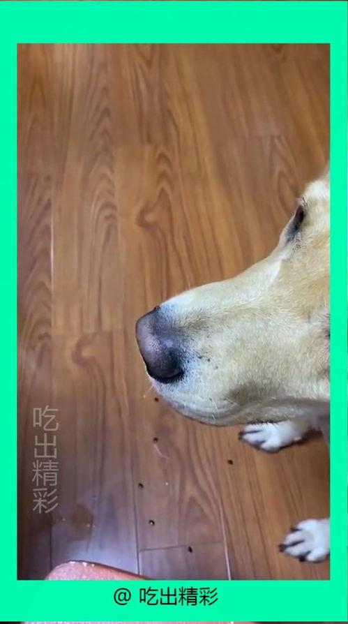 狗狗吃蓝瓜吐了,宠物健康警示