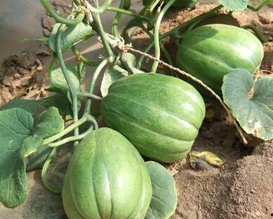 这瓜怎么吃不老,探寻长寿秘诀的神奇果实